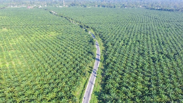 How Real Are Companies’ Promises To Stop Deforestation? | DeviceDaily.com