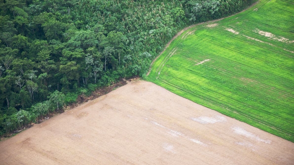 How Real Are Companies’ Promises To Stop Deforestation? | DeviceDaily.com