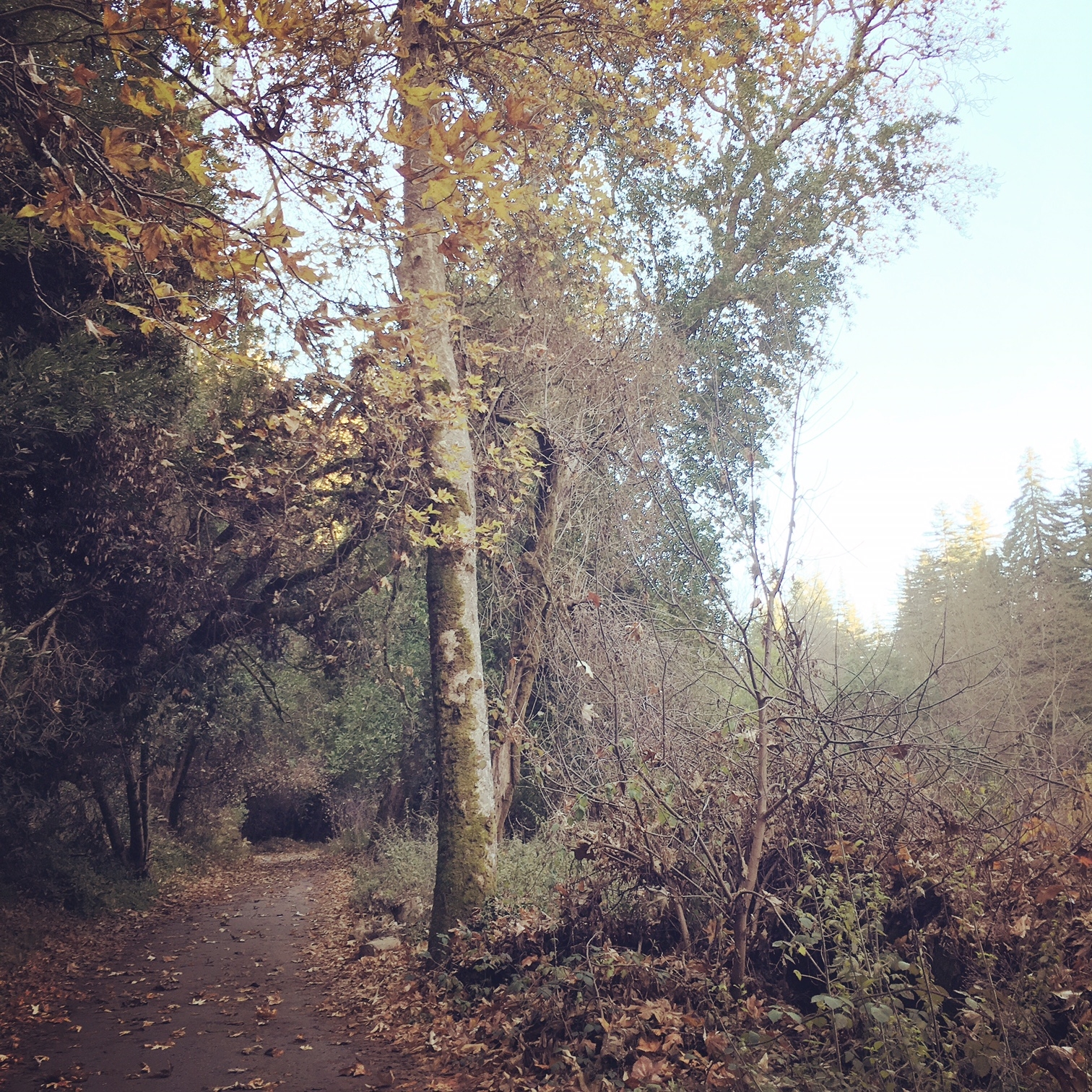 Henry Cowell Park in the Santa Cruz Mountains | DeviceDaily.com