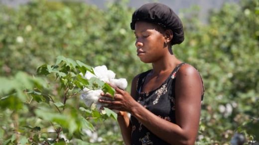Timberland Is Helping Rebuild Haiti’s Cotton Industry