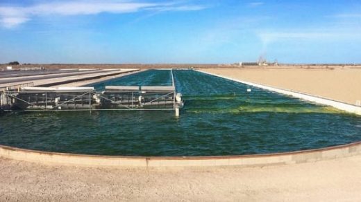 Exxon Thinks It Can Create Biofuel From Algae At Massive Scale
