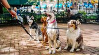 With a $5 million investment, the dog-walking app wars are heating up