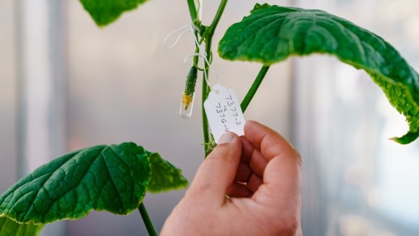 This Seed Startup Is Redesigning Vegetables To Make Them Taste Better | DeviceDaily.com