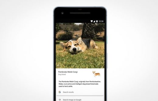 Google Lens can identify dog and cat breeds