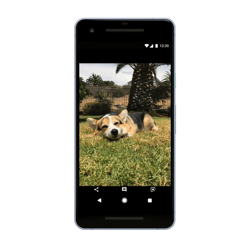 Google Lens can identify dog and cat breeds | DeviceDaily.com