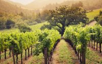 Irrigation robots could help grow wine grapes in California