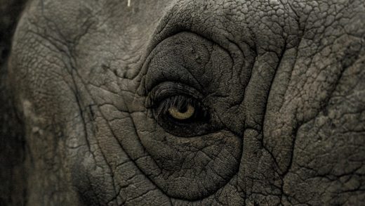 Now Facebook is being accused of profiting off of the illegal wildlife trade