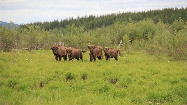 Baby Bison Are Being Flown To Siberia To Try To Save The Permafrost | DeviceDaily.com Baby Bison Are Being Flown To Siberia To Try To Save The Permafrost | DeviceDaily.com