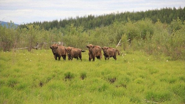 Baby Bison Are Being Flown To Siberia To Try To Save The Permafrost | DeviceDaily.com