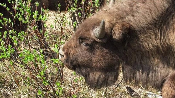 Baby Bison Are Being Flown To Siberia To Try To Save The Permafrost | DeviceDaily.com