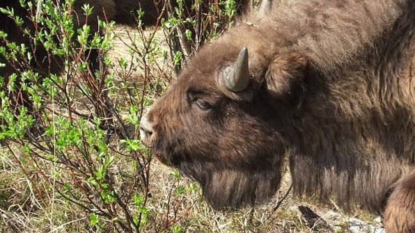Baby Bison Are Being Flown To Siberia To Try To Save The Permafrost | DeviceDaily.com Baby Bison Are Being Flown To Siberia To Try To Save The Permafrost | DeviceDaily.com