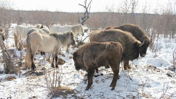 Baby Bison Are Being Flown To Siberia To Try To Save The Permafrost | DeviceDaily.com