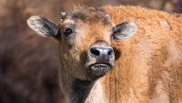 Baby Bison Are Being Flown To Siberia To Try To Save The Permafrost