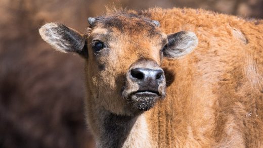Baby Bison Are Being Flown To Siberia To Try To Save The Permafrost