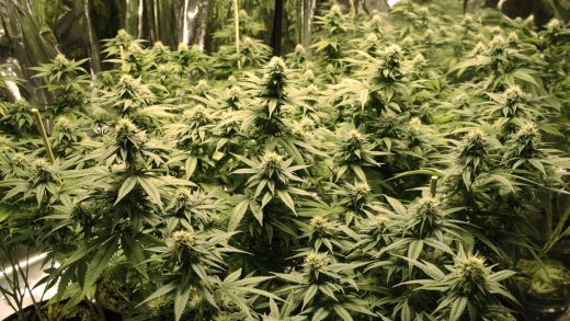 Can California’s Legal Marijuana Industry Undo The Damage Of The Drug Wars?
