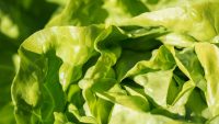 E. coli lettuce outbreak: Here’s what the CDC says to do right now
