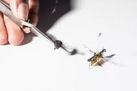 Robotic insect takes flight powered by frickin’ laser beams