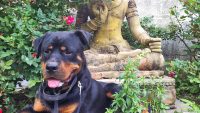The Recommender: Cia Bernales, Web Producer And Owner Of Atticus, The Giant Rottweiler