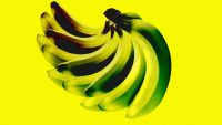 Bananas have died out once before–don’t let it happen again