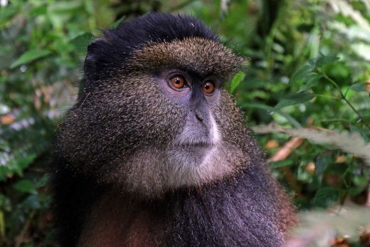 Facial recognition may help save endangered primates