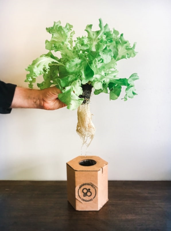 These low-tech indoor gardens bring vegetables to your kitchen | DeviceDaily.com