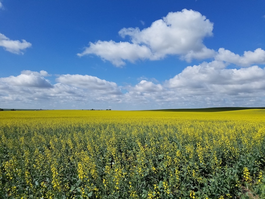 Cibus-enhanced Canola growing near Bismarck, ND (Cibus photo used with permission) | DeviceDaily.com