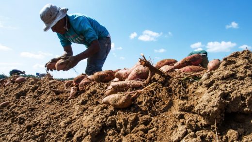 Immigration reform may be dead, but guest worker proposals that benefit agribusiness live on
