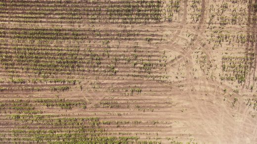 Lawsuit: Blame Monsanto for widespread Kansas crop losses