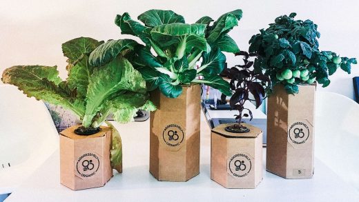 These low-tech indoor gardens bring vegetables to your kitchen