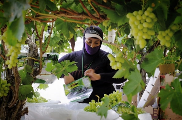 How a small worker-controlled farm collective could transform labor for decades | DeviceDaily.com