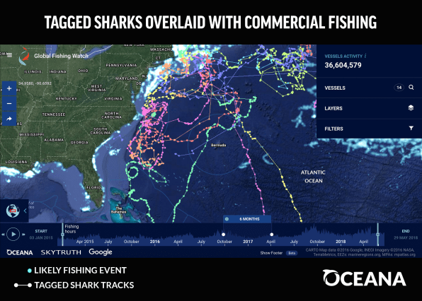 This interactive map shows how fishing is killing sharks | DeviceDaily.com