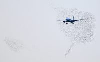 Autonomous drones can herd birds away from airports