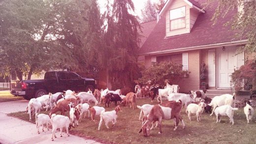 Boise goat watch! Idaho streets were covered in goats and no one knew why