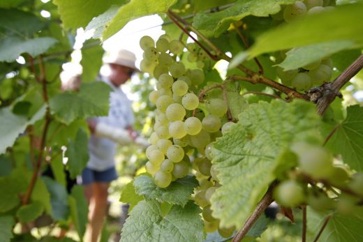 Mixed-gene French grapes may lead to cheaper, safer wine
