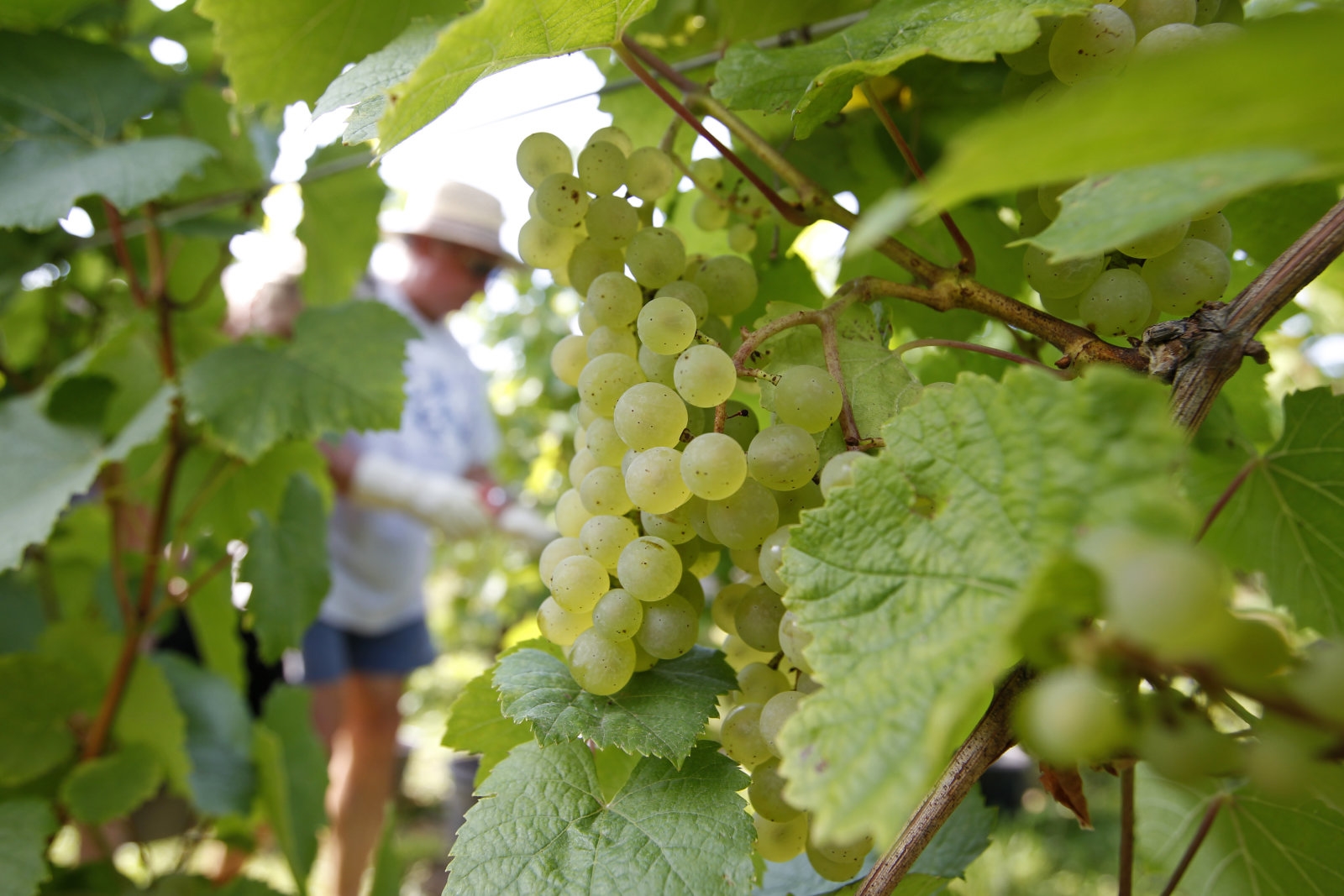 Mixed-gene French grapes may lead to cheaper, safer wine | DeviceDaily.com