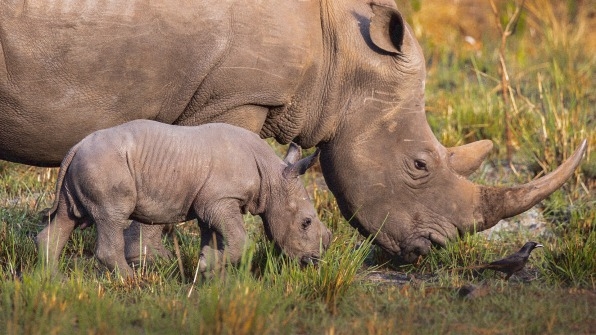 Synthetic rhino horns are supposed to disrupt poaching. Will they work? | DeviceDaily.com