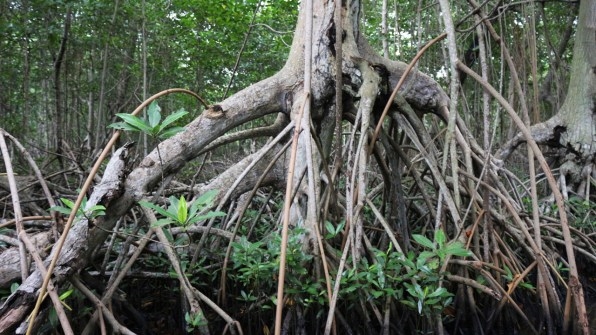 Apple is investing in a huge mangrove forest in Colombia | DeviceDaily.com