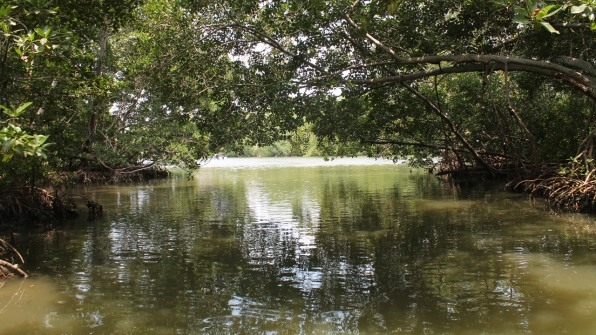 Apple is investing in a huge mangrove forest in Colombia | DeviceDaily.com