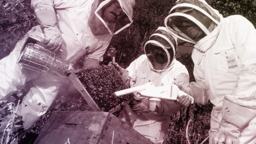 “It’s called a bee-vac”: NYPD plays defense after sucking up 25K bees in Times Square