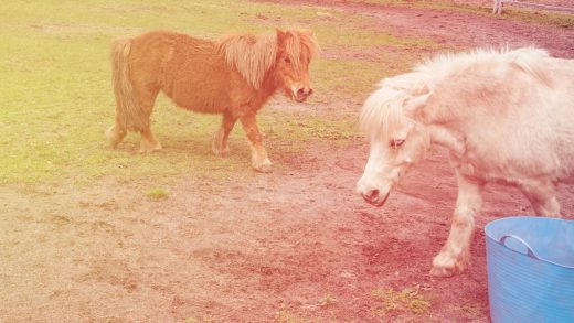 Miniature horses—the best reason ever to fly Southwest Airlines