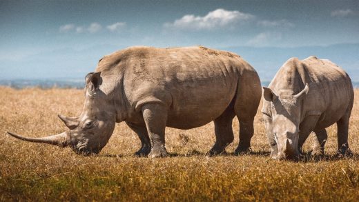 Synthetic rhino horns are supposed to disrupt poaching. Will they work?