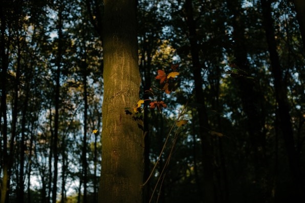 To save a forest threatened by mining, this startup offered to buy it | DeviceDaily.com