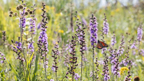 Big agriculture helped destroy monarch butterfly habitats–now it’s trying to save them | DeviceDaily.com