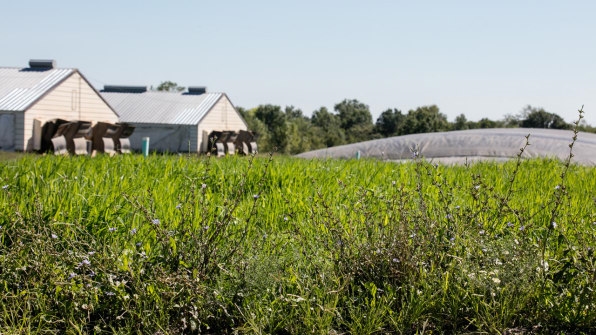 Big agriculture helped destroy monarch butterfly habitats–now it’s trying to save them | DeviceDaily.com