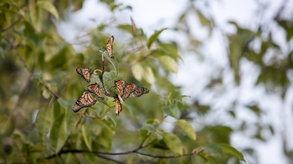 Big agriculture helped destroy monarch butterfly habitats–now it’s trying to save them | DeviceDaily.com