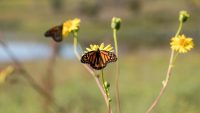 Big agriculture helped destroy monarch butterfly habitats–now it’s trying to save them