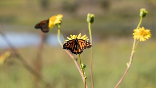 Big agriculture helped destroy monarch butterfly habitats–now it’s trying to save them