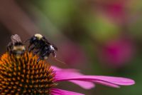 Bees with tiny sensor backpacks could help farmers track crops