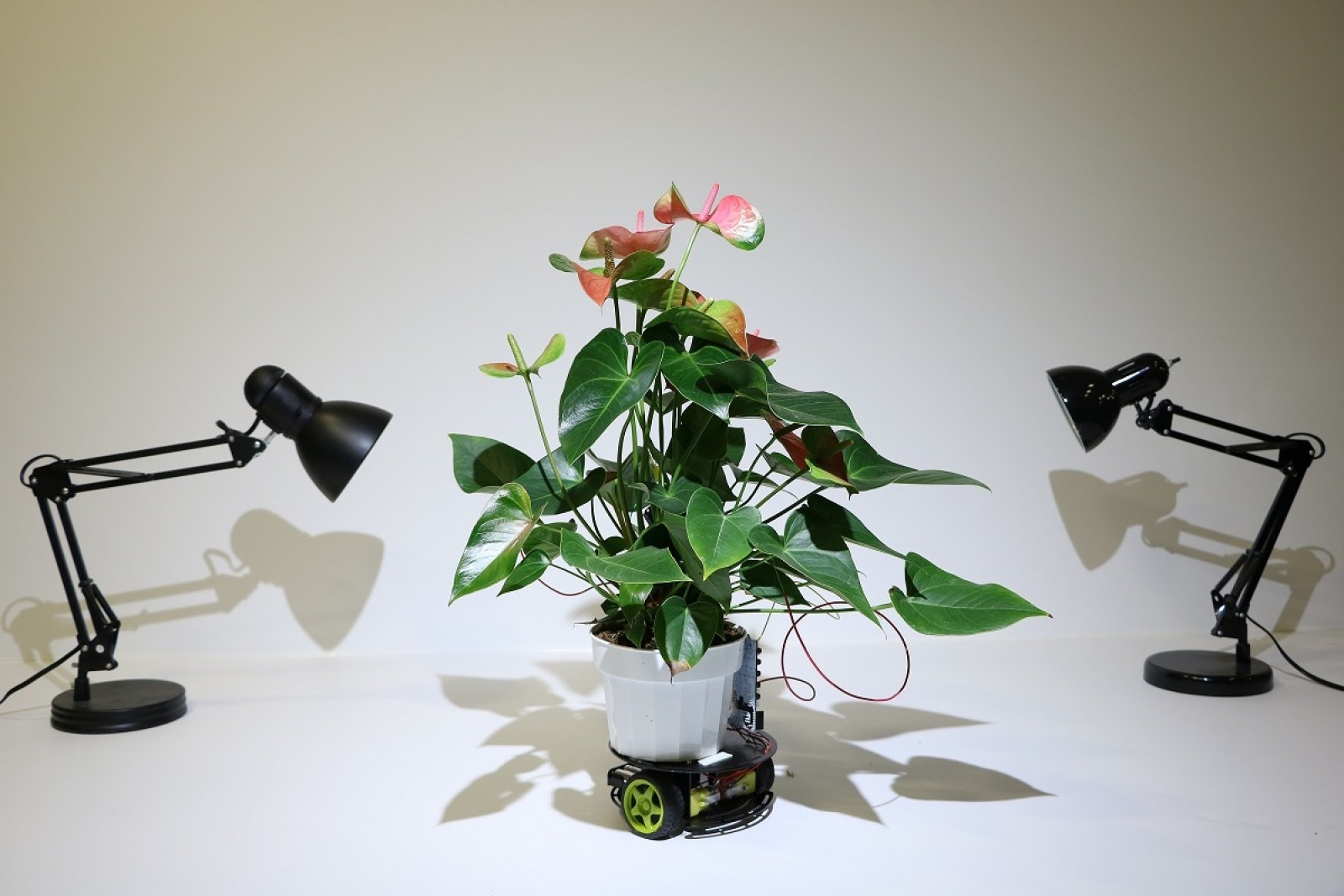 MIT researchers create a robot houseplant that moves on its own | DeviceDaily.com