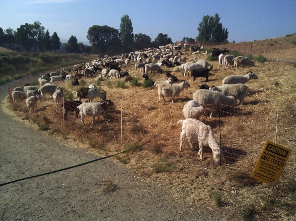 This city is using a “Goat Fund Me” to pay for goats to make it safe from wildfires | DeviceDaily.com